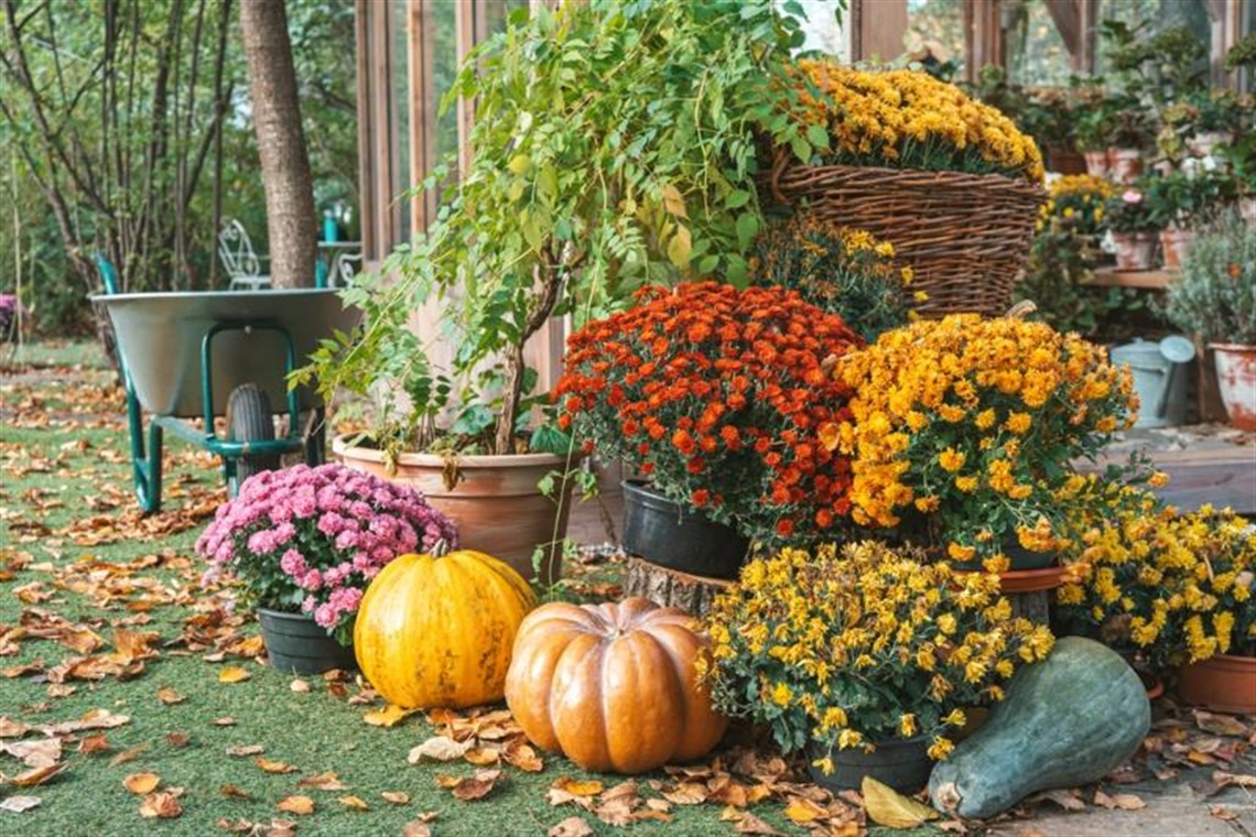 Autumn flowers and pumpkins