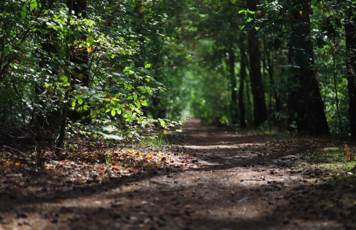 dark trail surrounded by trees and brush