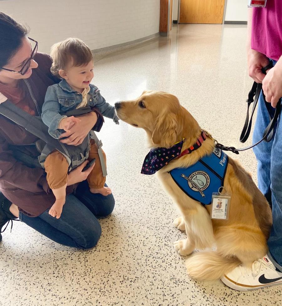 young child petting airport therapy dog