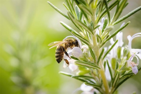 Bee on flower
