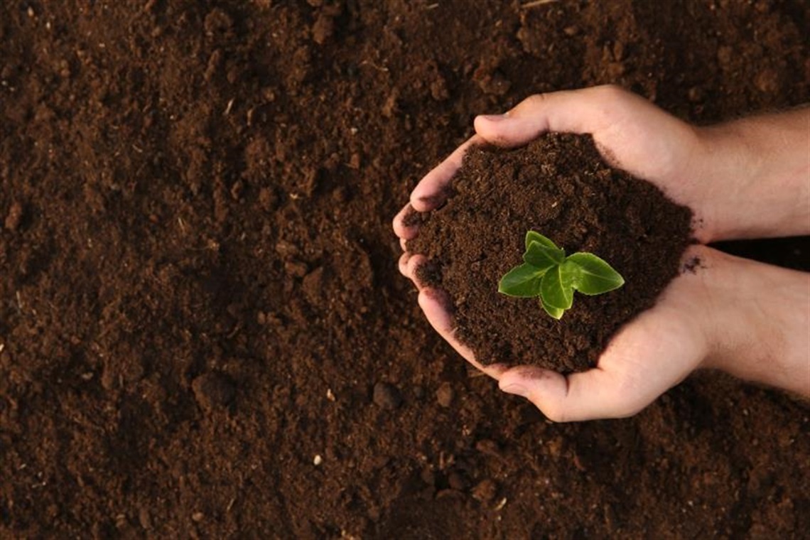 Man holding soil with seedling
