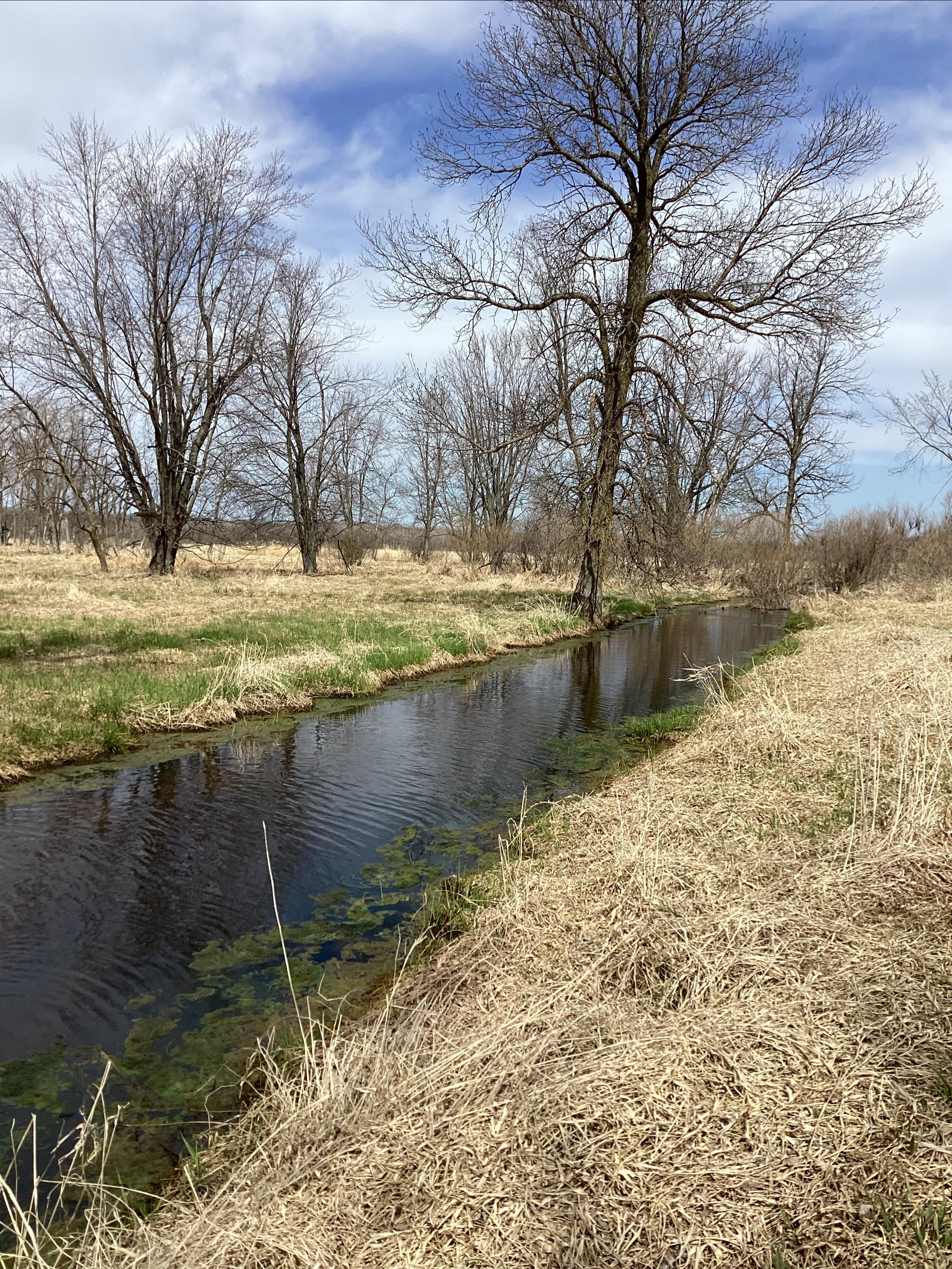 View of shoreland stream