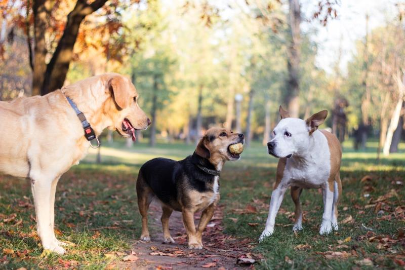 Three dogs at dog park