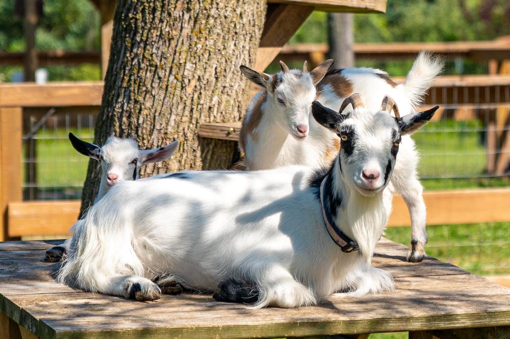 Goats resting in the sun